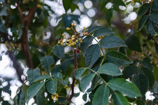 花椒树种植青花椒果实