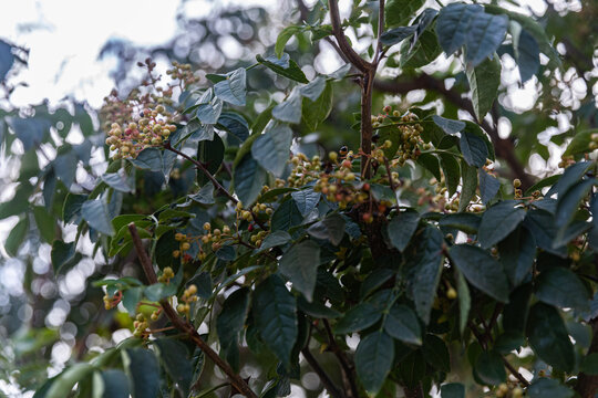 花椒树种植青花椒果实素材