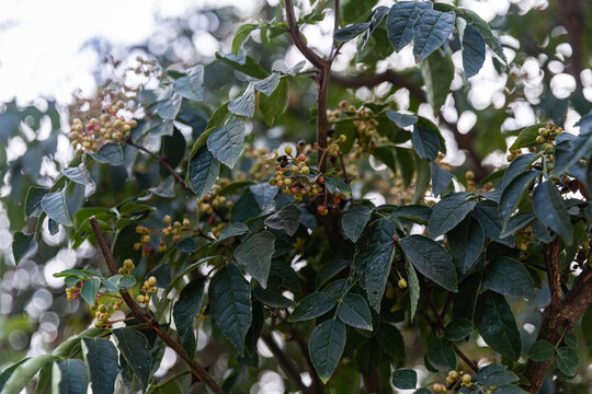 花椒树种植青花椒果实素材