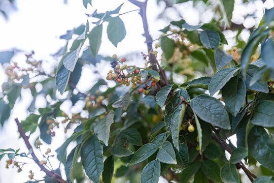 花椒树种植青花椒果实素材