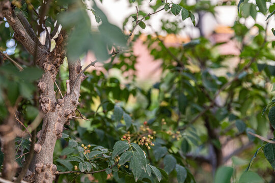 花椒树种植青花椒果实素材