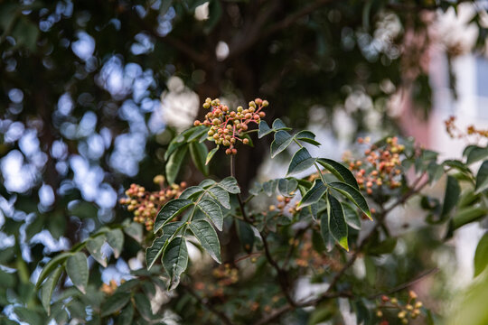 花椒树种植青花椒果实素材