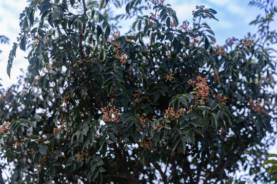 花椒树种植青花椒果实素材