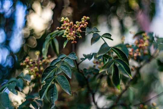 花椒树种植青花椒果实