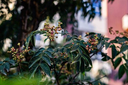 花椒树种植青花椒果实