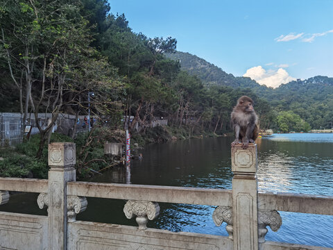 黔灵山公园猕猴