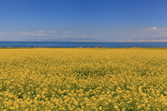 夏季青海湖