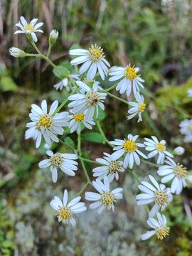 小菊花