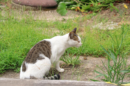 流浪三花猫