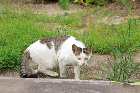 中华田园猫