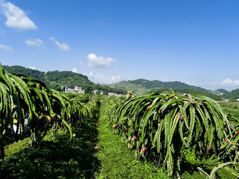 火龙果基地