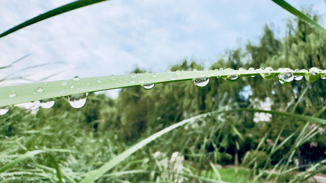 雨滴水珠特写