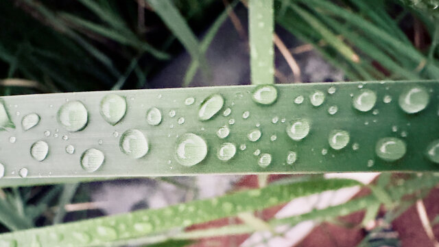 露珠雨滴