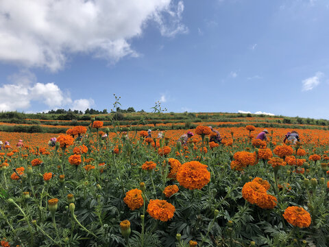 菊花花海