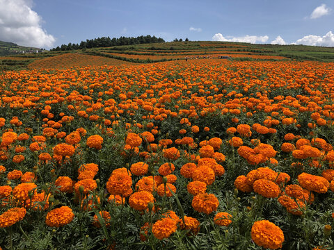 菊花花海