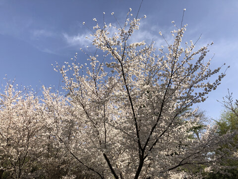 春暖花开