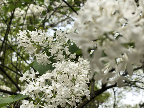 春暖花开