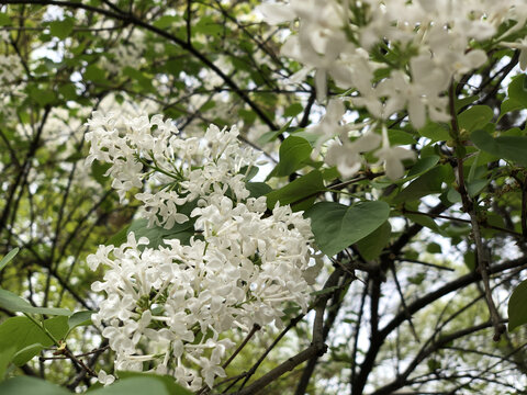 春暖花开