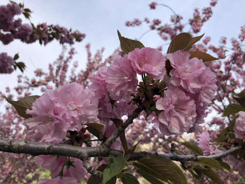 海棠花