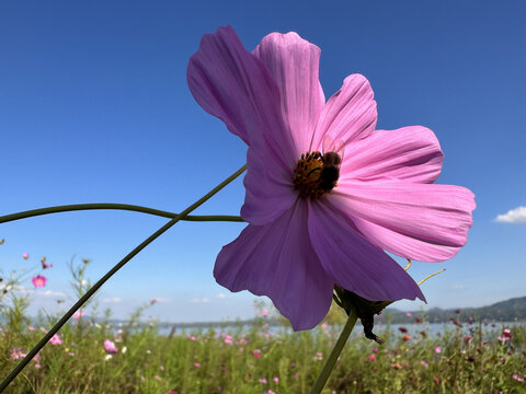 花朵特写