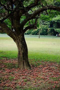 广州植物园树干长花的树