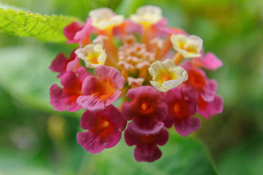 马缨丹花花絮