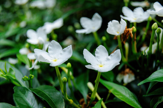 木本风车茉莉花