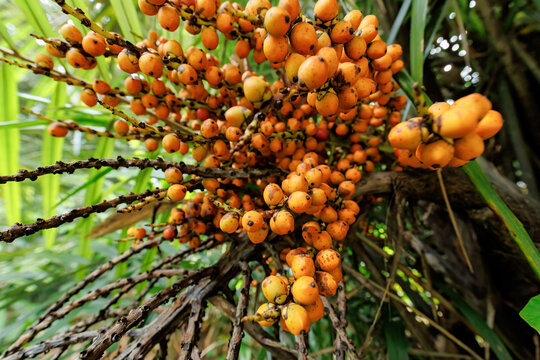 热带植物果子