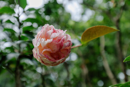 一朵茶花