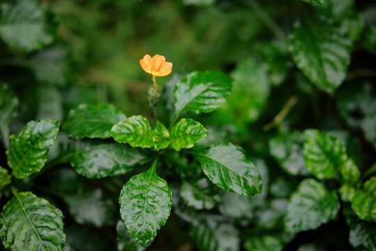 一朵小花