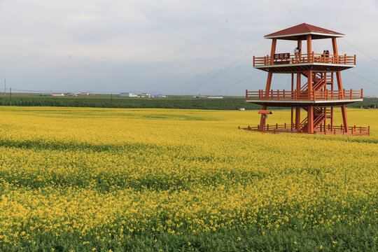 门源百里油菜花海芬芳浴景区