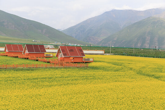 门源百里油菜花海芬芳浴景区