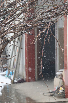 枯藤雪花