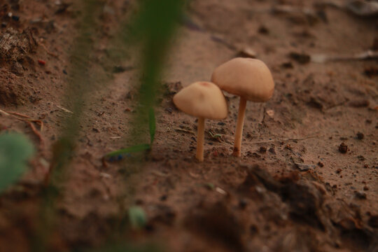 双生蘑菇