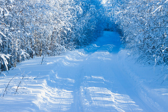雪地車轍林間道路