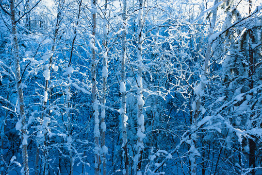 冬天白桦树大雪