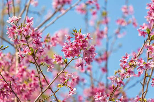 樱花