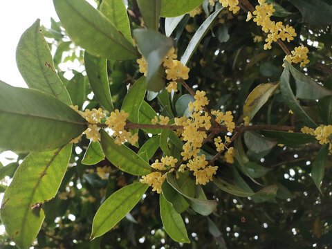 桂花特写