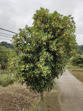 桂花与桂花树