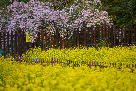 花园