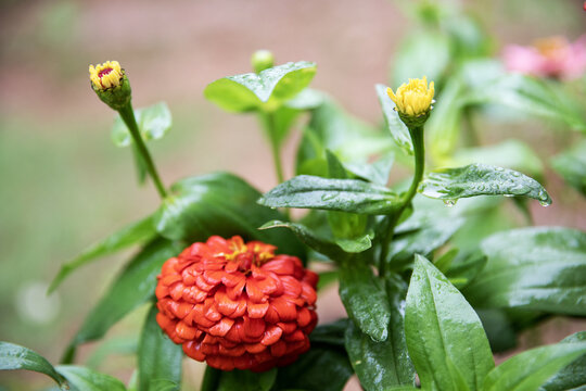 有水珠的百日菊