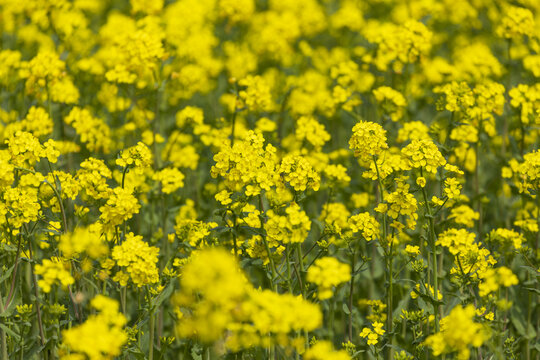 油菜花