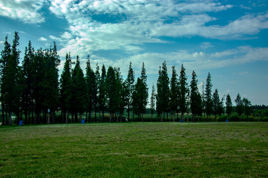 公园草坪树林