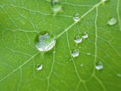 叶子上的水珠水滴露珠