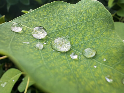 叶子上的水珠水滴露珠