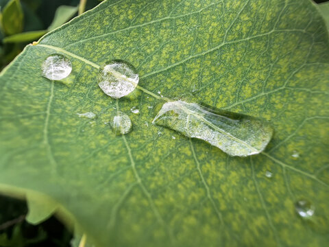 叶子上的水珠水滴露珠