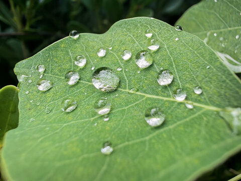 叶子上的水珠水滴露珠