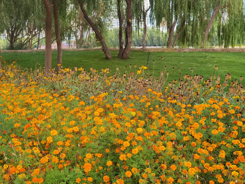 兰州马拉松公园景色