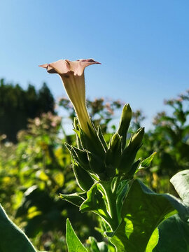 烟草花