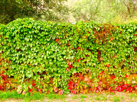 秋天绿色植物墙